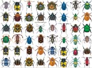 beetles